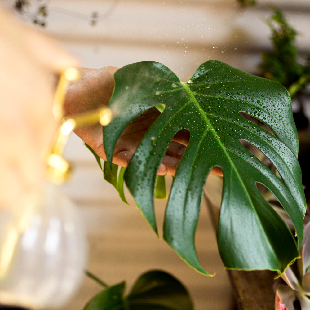 Thrips monstera