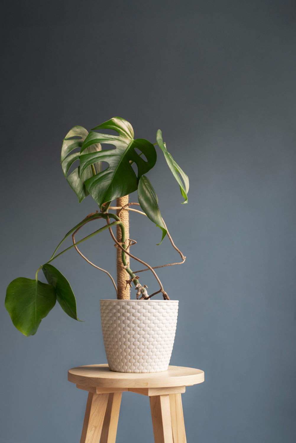 Abattage d'un arbre
