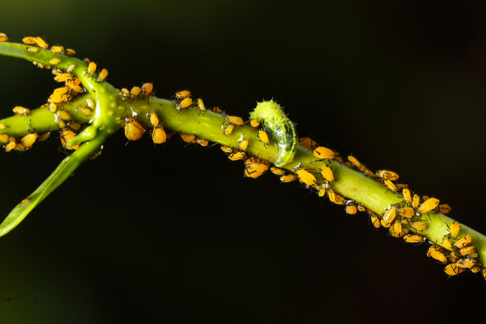 Abattage d'un arbre