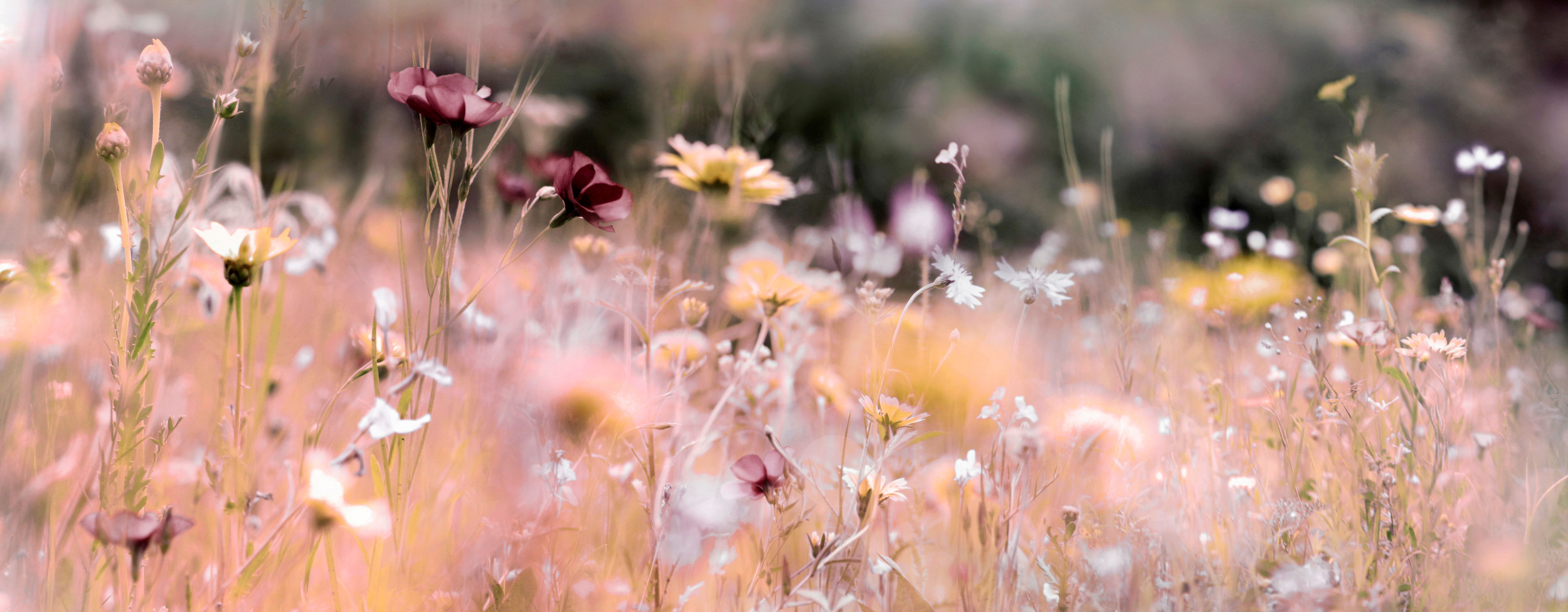 Fleurs roses