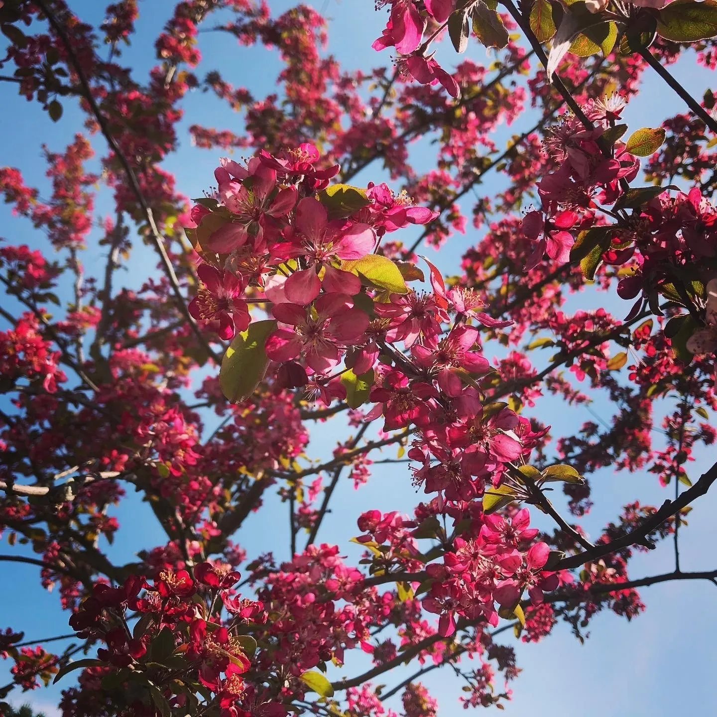 Fleurs roses