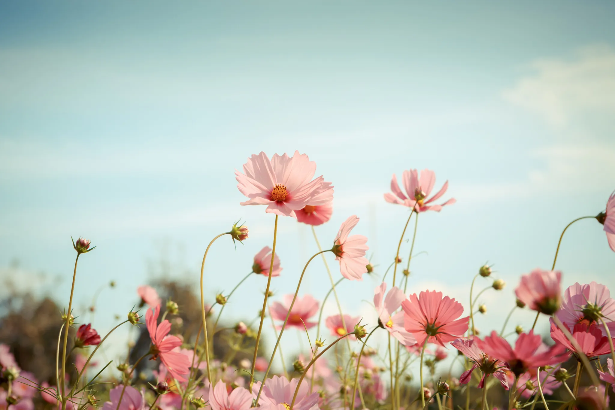 Champs de fleurs roses