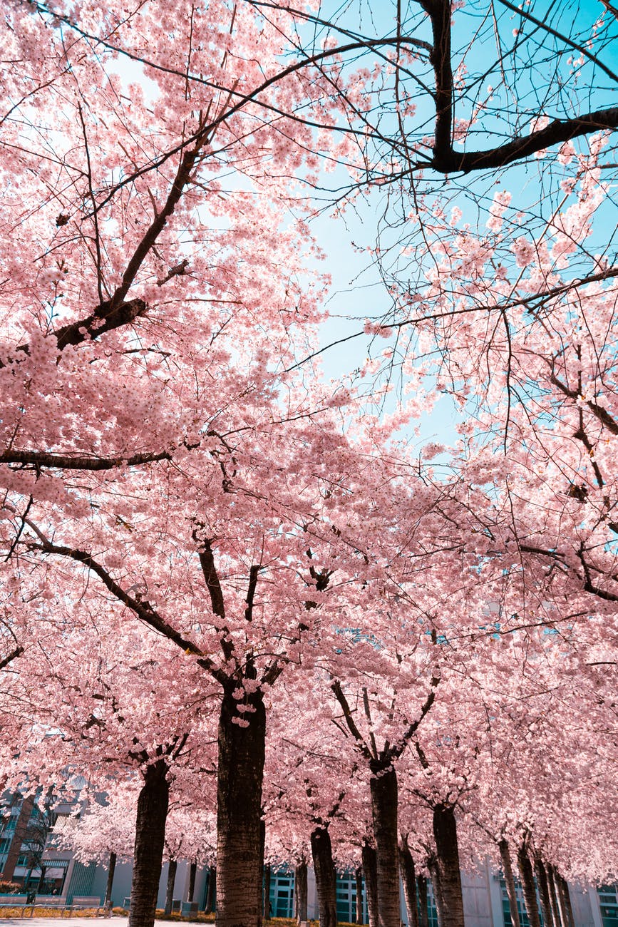 Arbre fleur de cerisier