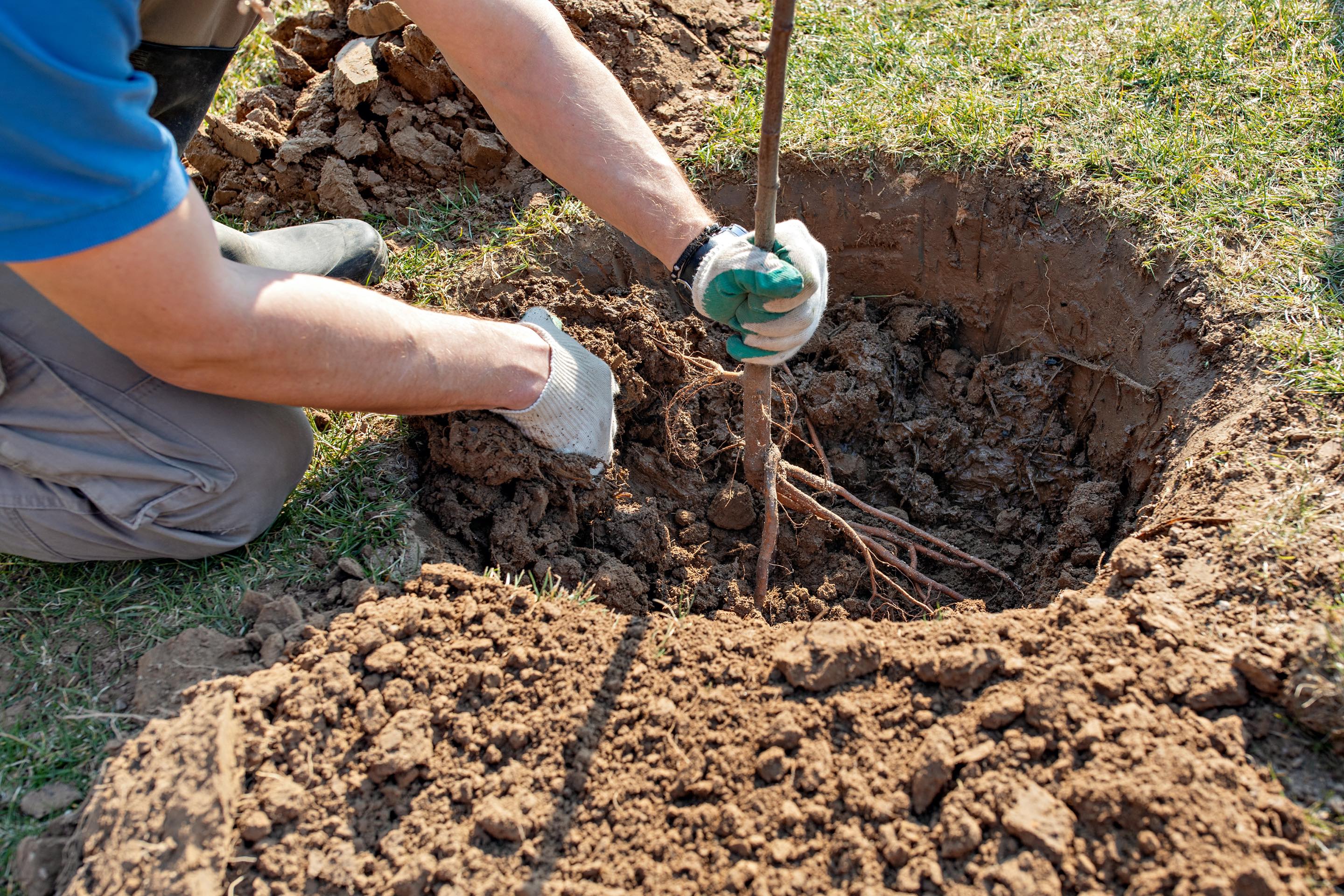 Plantation arbre jardin