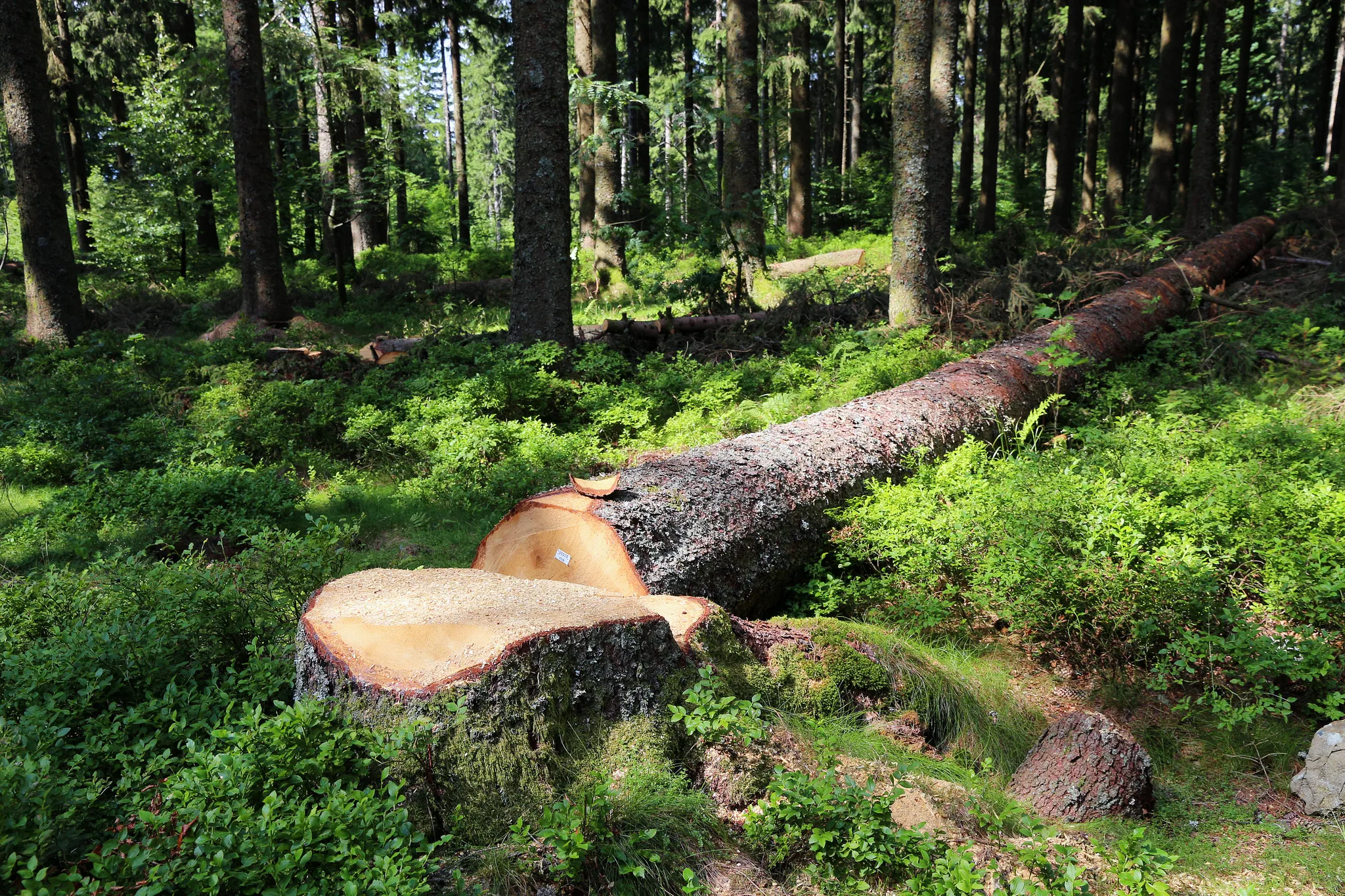 Abattage d'un arbre